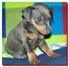 Toy King Blue Female Miniature Pinscher Puppy Breeder 19 Miniature Pinscher Puppy Mini Pinscher Miniature Pinscher