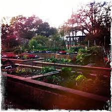 This Wonderful Little Community Garden Is In Levy Park I Am Not A Gardener By Any Means But Walking Ar Community Gardening Growing Vegetables Amazing Gardens