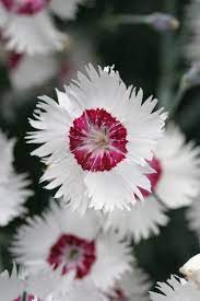 Dianthus Hercules Beautiful Flowers Flower Garden Rare Flowers