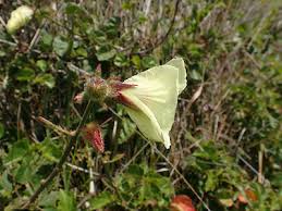 Image result for Hibiscus diversifolius