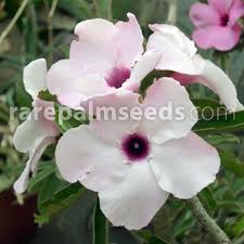 Image result for Adenium swazicum