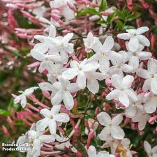 Image result for Jasminum breviflorum