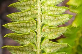 Image result for Lonchitis