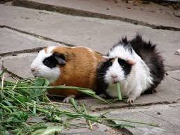 Kaninchen außengehege niedliche meerschweinchen meerschweinchen gehege meerschweinchen zubehör hamster ideen hamster. Meerschweinchen 4teachers Suchergebnisse Seite 1