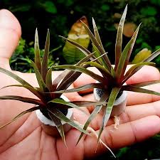 Image result for Eriocaulon maronderanum