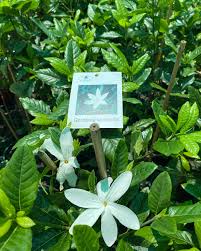 Image result for Vangueria randii