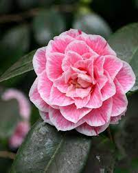 Camellia Japonica Camellia Plant Flowers Flowering Trees
