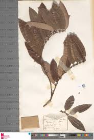 Image result for Leptactina involucrata