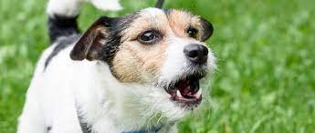 How to stop a dog from barking at night. How To Get Your Dog To Stop Barking The Humane Society Of The United States