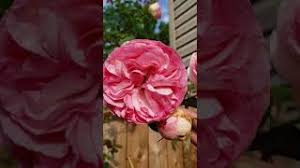 We did not find results for: Eden Climbing Rose From David Austin Youtube