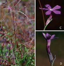 Image result for Buchnera