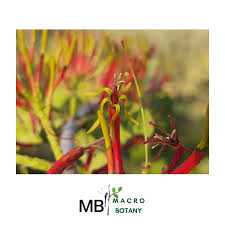 Image result for Loranthaceae