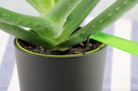Die aloe vera kann ganzjährig umgetopft werden. Aloe Vera Pflanze Haltung Pflege Anleitung Gartenlexikon De