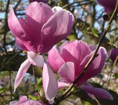 Image result for magnolia soulangeana