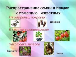 Kak Zhivotnye Pomogayut Rasteniyam Razmnozhatsya