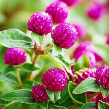 Globe Amaranth Globe Amaranth Flowers Plants
