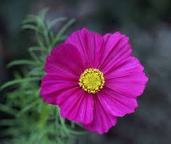 My First Cosmos Flower From My Garden Explored In 2021 Birth Flowers October Birth Flowers Birth Flower Tattoos