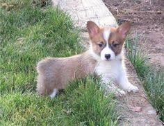 Looking for a corgi puppy to add to your family? 11 Corgi Puppies For Sale Ideas In 2021 Corgi Puppies For Sale Puppies Corgi