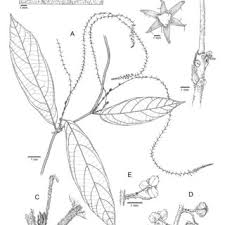 Image result for Paranecepsia alchorneifolia