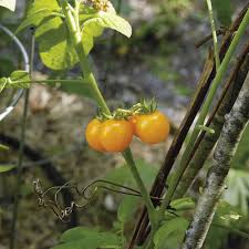 But, to be on the safe side, it is better to start them indoors. Guide To Growing Cherry Tomatoes Finegardening