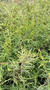 Image result for Cupressus torulosa
