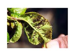 Image result for mospilan prodej