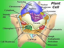Check spelling or type a new query. Plant And Animal Cells Ppt Download