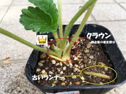 イチゴ苗のプランターでの正しい植え付けの向きと時期はいつ 家庭菜園インフォパーク