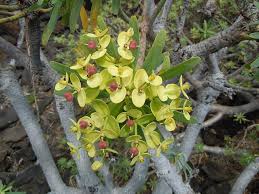 Image result for Euphorbia jubata
