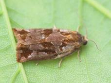 Image result for Archips podanus