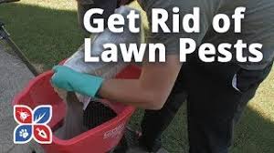 If you keep up with your lawn care calendar, you'll be working toward the best lawn you can have. Do My Own Lawn Care Series Domyown Com