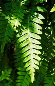 Image result for Cyathea mossambicensis