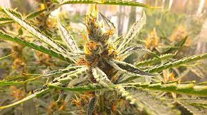 We did not find results for: Cannabis Flowering Time Lapse Day 51 61 Dwc Hydro Youtube