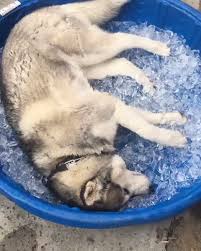 Mood Video Cute Baby Animals Funny Animal Videos Cute Funny Animals