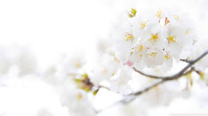 White Flower Hd Wallpapers White Flower Wallpaper Spring Flowers Wallpaper White Flowers