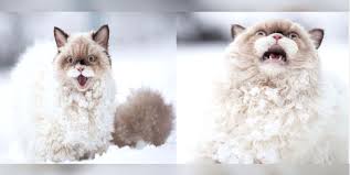 Weitere ideen zu lustige bilder, lustig, gif bilder lustig. 17 Wundervolle Bilder Von Tieren Im Schnee Holidogtimes
