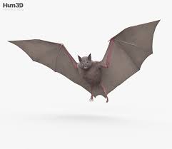 Common Bat 3d Model From Hum3d Com 3d Model Model Bat