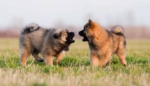 Cane aggressivo per dolore o problemi di salute. Aggressivita Intraspecifica Del Cane Consigli E Rimedi Perpets