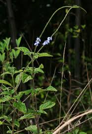 Image result for Stachytarpheta cayennensis