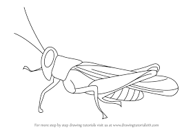 Learn How To Draw A Cricket (Insects) Step By Step : Drawing Tutorials