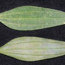 Image result for Exacum oldenlandioides