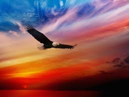 Image result for images of eagles soaring high