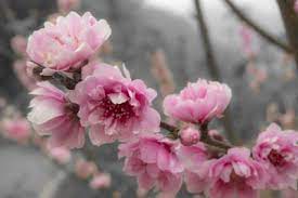 Peach trees not bearing fruit is a problem that frustrates many gardeners. Ornamental Peach Trees Do Flowering Ornamental Peach Trees Bear Fruit