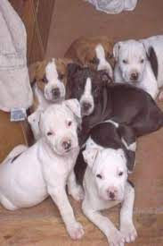4 Male And 4 Female American Staffordshire Terrier Puppies For Sale B American Staffordshire Terrier Puppies Staffordshire Terrier Puppy Staffordshire Terrier