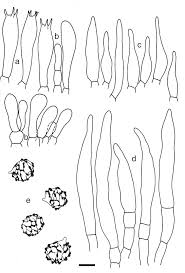 Image result for Russula mariae