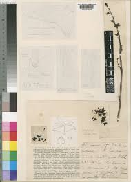 Image result for Polystachya bennettiana