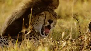 Belgeseller Hayvanlar Doga Animals Documentary Panosundaki Pin