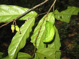 Image result for isolona