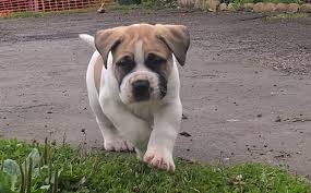 Black boerboel puppies for sale uk. Boerboel Puppies For Sale Sturminster Newton Dorset Pets4homes