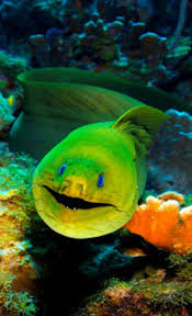 Green Moray Eel Ocean Creatures Sea Fish Ocean Dwellers